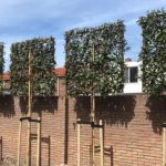 Foto Website Alleengroen.nl 4