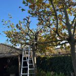 Foto Website Alleengroen.nl 7